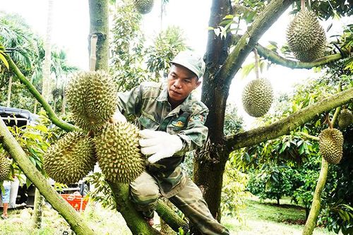 'Thủ phủ' cây ăn quả của tỉnh Khánh Hòa