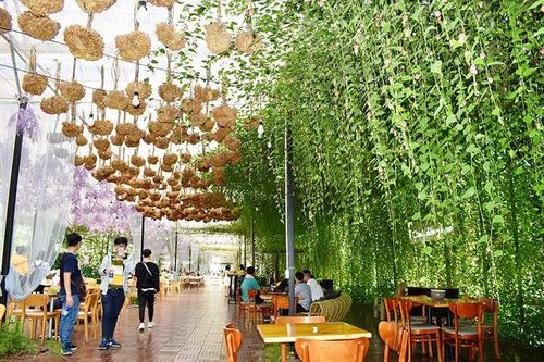 Hoa Nhật Bản ở F - Cánh đồng hoa Đà Lạt