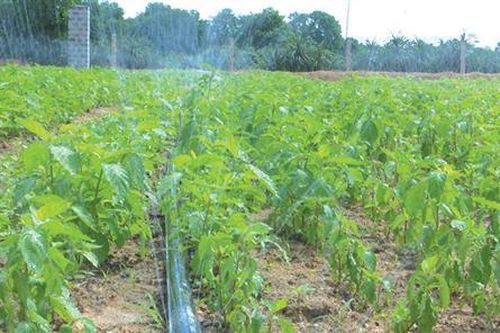 Phát triển cây dược liệu trở thành sản phẩm đặc trưng của Cam Lộ