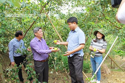 Góp phần nâng cao năng suất, chất lượng sản phẩm táo