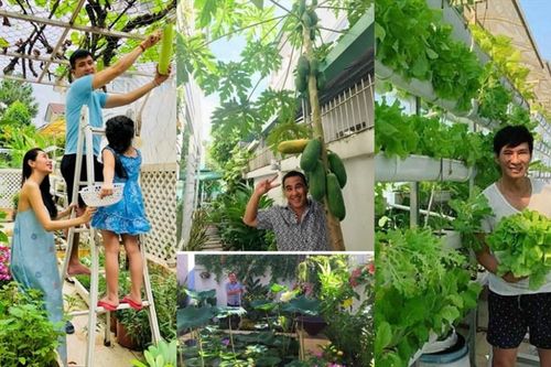Vườn rau xanh tốt trong biệt thự triệu đô của các sao Việt hạng A