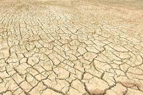 Khẩn trương cứu lúa trước đợt nóng kéo dài