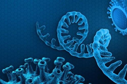Cơ thể chúng ta đang cố biến đổi làm suy yếu SARS-CoV-2, nhưng virus này đang 'bật' lại