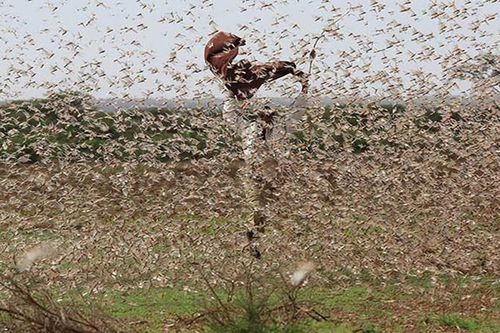 Châu chấu tre di cư từ Trung Quốc sang Điện Biên cắn phá hoa màu