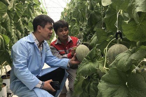 Kết nối tiêu thụ dưa lưới công nghệ cao