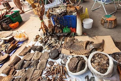 WWF sẵn sàng hỗ trợ Việt Nam thực thi Chỉ thị 29/CT-TTg kiểm soát ĐVHD