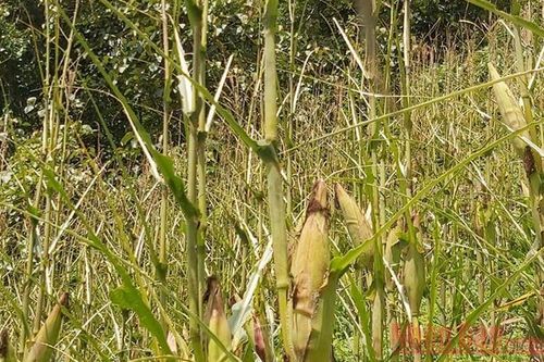 Châu chấu tre bắt đầu gây hại trên cây ngô ở Mường Nhé