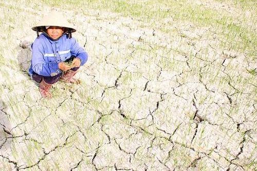 26.000ha lúa vùng Bắc Trung bộ bị khô hạn