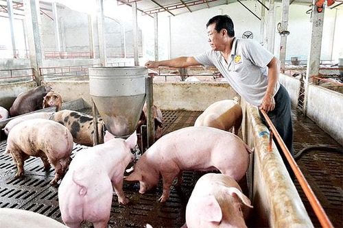 Giá heo hơi hôm nay 24/7: Tiếp tục neo cao quanh mức 90.000 đồng/kg