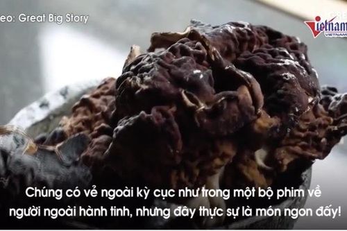 Nấm hình não người, chứa độc vẫn kích thích thực khách
