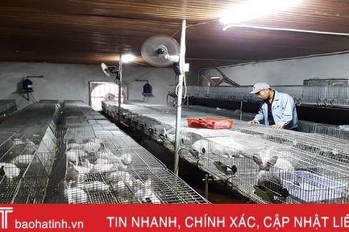 Nông dân huyện miền núi Hà Tĩnh đầu tư lớn, 'hồi sinh' nghề nuôi thỏ