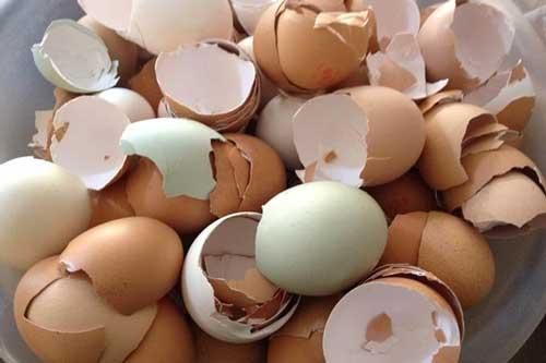 Vỏ trứng: 'Tiên dược' ngừa 'bách bệnh' mà ai cũng đang vứt đi