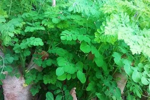 Những đối tượng tuyệt đối không nên ăn 'thần dược' rau chùm ngây