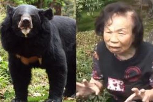 Cụ bà 82 tuổi tay không đuổi đánh con gấu to lớn mò vào sân nhà