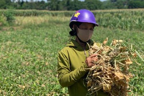 Nắng nóng lịch sử, người dân miền Trung lao đao trong 'chảo lửa'