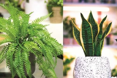 Các loại cây có tác dụng thanh lọc không khí