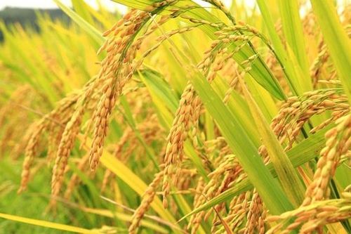 Giá lúa gạo ngày 24/07: Giá lúa giảm, giá gạo tăng nhẹ từ 50 - 100 đồng/kg