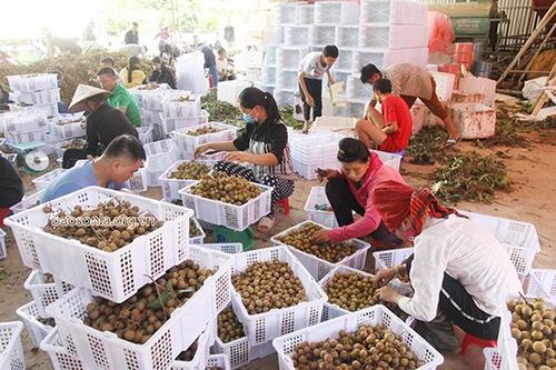 Ngày mai diễn ra Hội nghị xúc tiến xuất khẩu sản phẩm nhãn Sơn La năm 2020