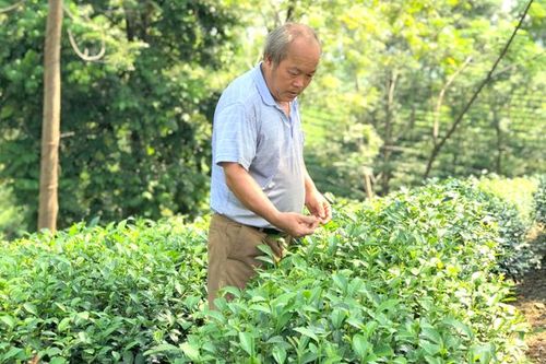 Liên kết tiêu thụ nông sản: Làm sao để tránh 'vỡ trận'?