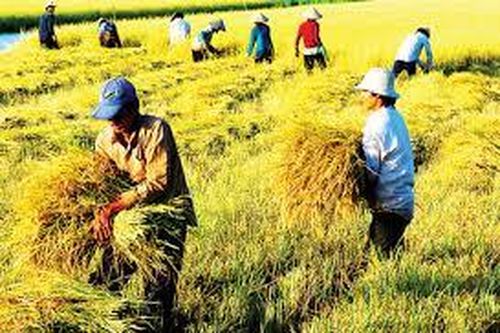 Phân tích tình hình thực hiện tái cơ cấu ngành nông nghiệp tỉnh bến tre theo hướng nâng cao giá trị gia tăng và phát triển bền vững