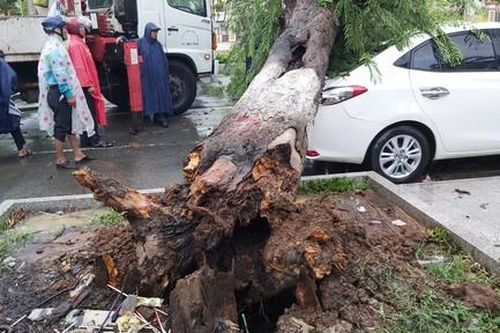 Cây cổ thụ bật gốc đè bẹp ô tô trước bệnh viện