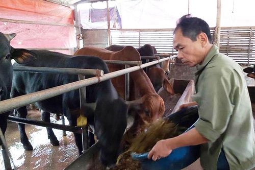 Để chăn nuôi gia súc phát triển bền vững