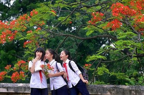 Phượng vĩ mỗi mùa Hè lại đỏ hoa rực rỡ, nhưng tuổi trẻ tôi chẳng hai lần thắm lại