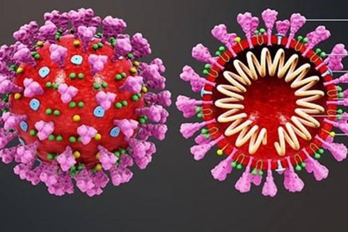 SARS-CoV-2 biến hình từ vương miện thành kẹp tóc để 'lừa' hệ miễn dịch của con người