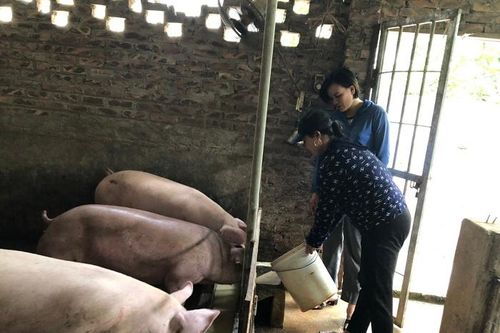 Chủ trương dừng chăn nuôi trong nội đô: Người dân đồng tình ủng hộ