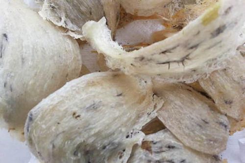 TP Hồ Chí Minh: Giá tổ yến thô giảm 10 triệu đồng/kg so với cùng kỳ năm ngoái