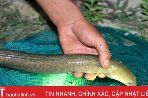 Cá chình hoa mở ra hướng đi mới trong nuôi thủy sản ở thị xã Kỳ Anh