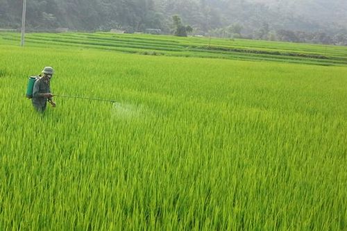 Toàn tỉnh có 27 ha lúa mùa nhiễm sâu cuốn lá nhỏ gây hại
