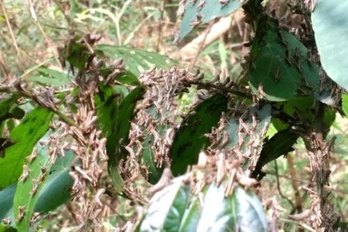 Trung Quốc thông báo sử dụng thiết bị bay diệt châu chấu ở biên giới Việt-Trung