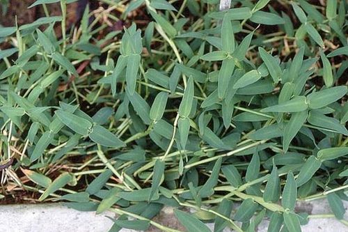 Đông y hỗ trợ trị bệnh tay chân miệng