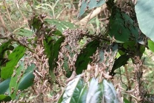 Châu chấu phá hoại hoa màu