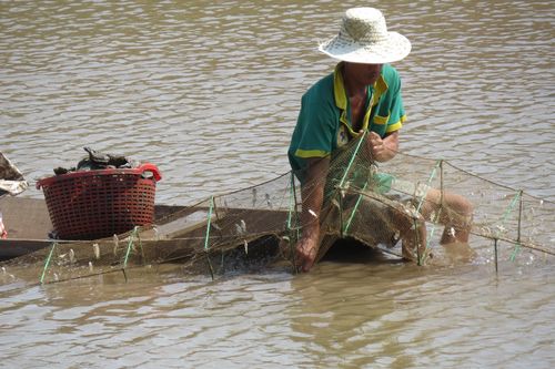 Mưu sinh trong rừng ngập mặn Cần Giờ