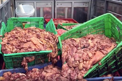 CSGT chặn nữ tài xế lái ôtô chở 1,5 tấn mỡ lợn bẩn