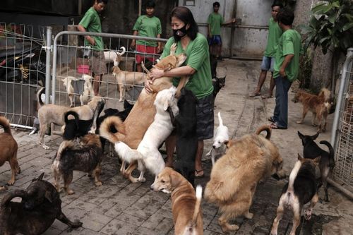 Chó bị chủ bỏ rơi hàng loạt ở Indonesia