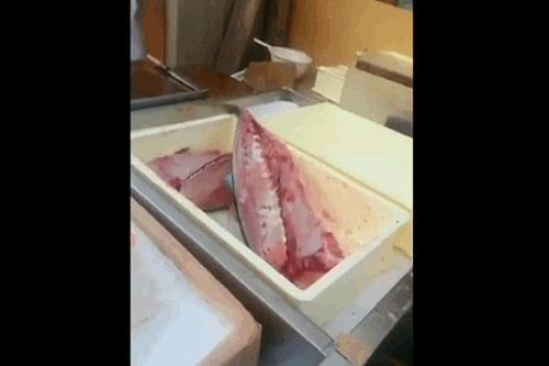 cá mất đầu, lọc xương vẫn 'nhảy múa' trên khay đựng