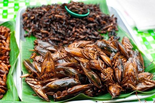 Những món ăn từ côn trùng của Lào khiến du khách 'khóc thét'
