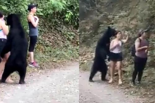 Gấu sàm sỡ nữ du khách, hành động tên cướp gây sửng sốt MXH tuần qua