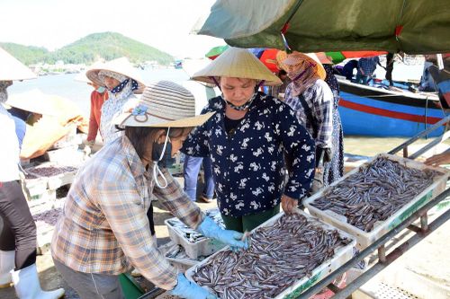 Cá trỏng ở Nghệ An chạm mức giá kỷ lục