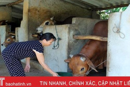 Lộc Hà quyết 'nâng chất' đàn bò, nâng cao giá trị sản xuất