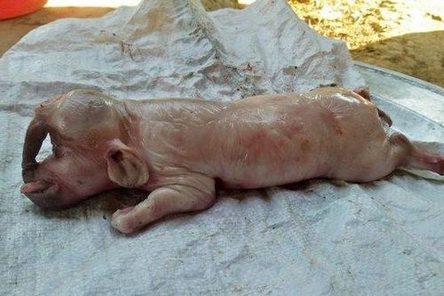 Kỳ lạ: Lợn có vòi như voi, lông mày như người ở Nghệ An