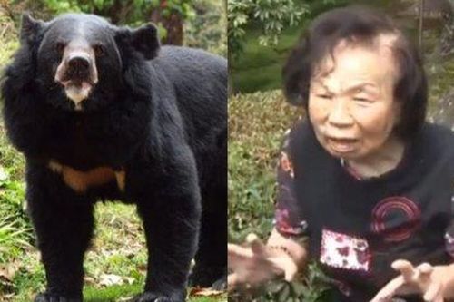 Cụ bà 82 tuổi tay trần đánh nhau với gấu đen hơn 100kg