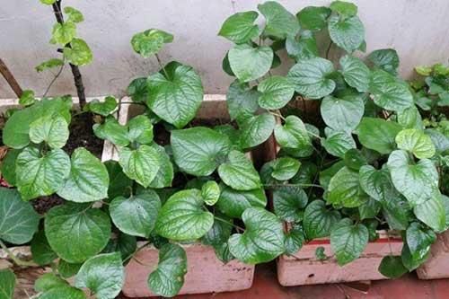 Nếu gia đình bạn không trồng cây này có thể sẽ hối hận