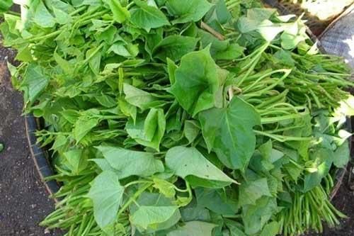 Rau khoai lang lành tính nhưng ăn kiểu này dễ hại thân
