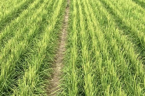 'Lúa khô' - Hy vọng mới cho khủng hoảng lương thực