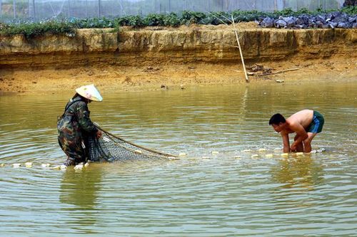 Ðộng lực phát triển sản xuất nông nghiệp