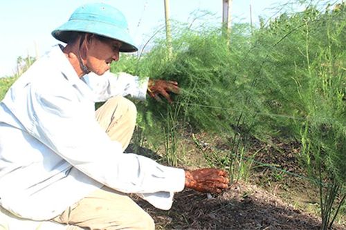 Nghiệm thu đề tài xây dựng mô hình trồng thử nghiệm cây măng tây